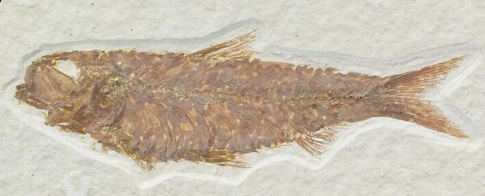 Knightia Fossil Fish - Wyoming #32832